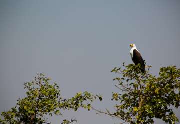Bird life spotting Ethiopia