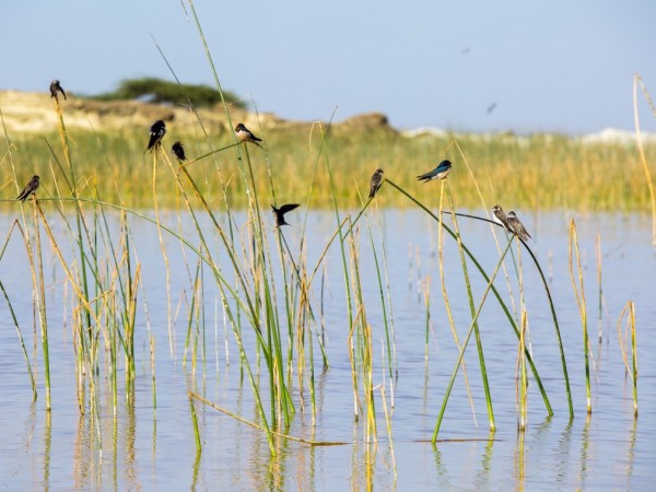 Birds on Lake Langano