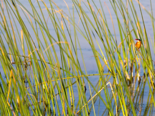 Birds on Lake Langano