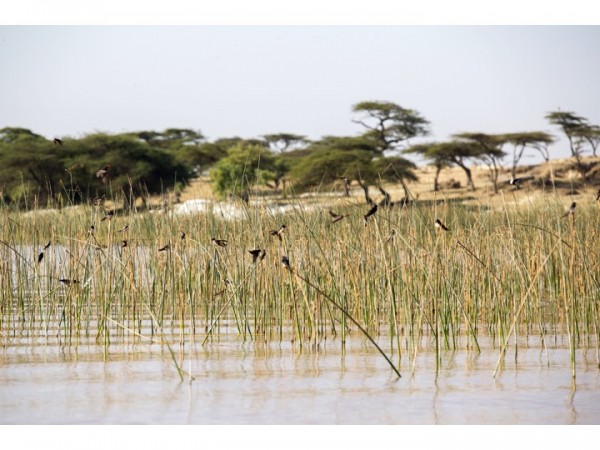 Swallows & Sand Martins