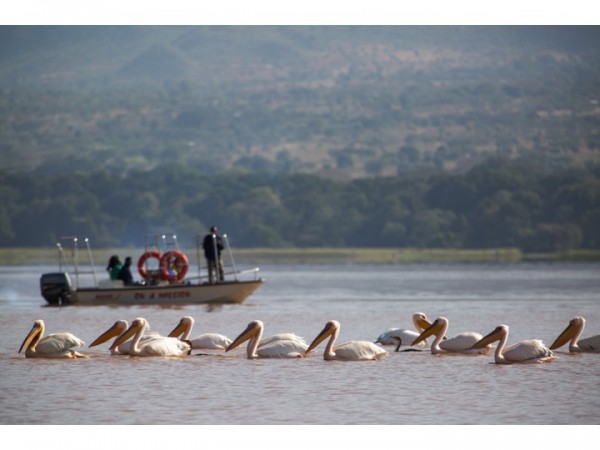 Pelicans