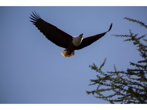 Fish Eagle