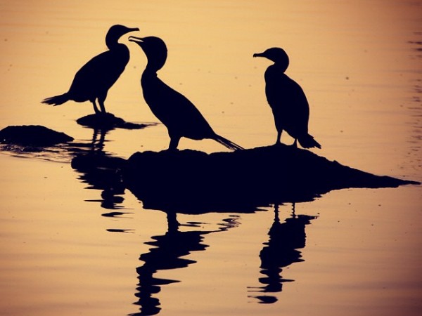 Comorants on the Lake