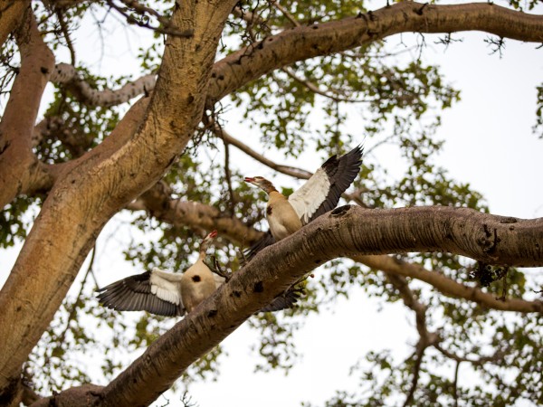 Egyptian Geese