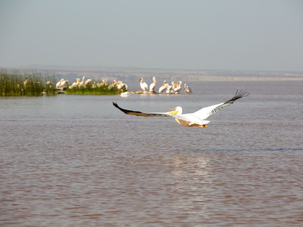 Flying Pelican