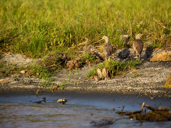 Birds on the shore