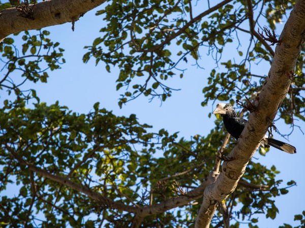 Silvery-cheeked Hornbill