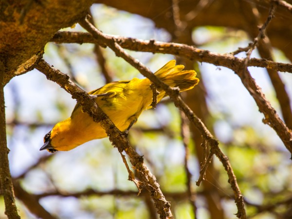 Inquisitive Weaver Bird