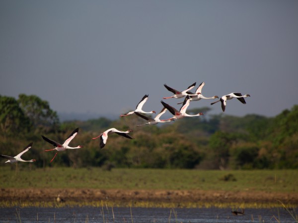 Flying Flamingos