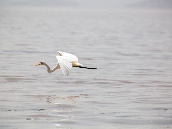 White flying crane