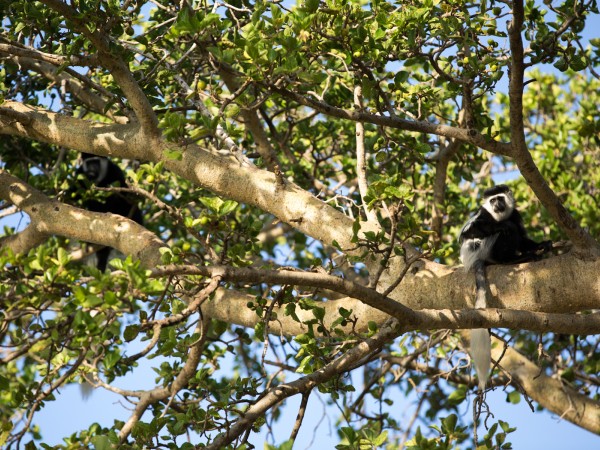 Colobus Monkey