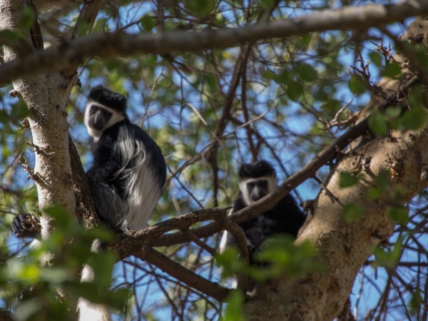 Colobus Monkey