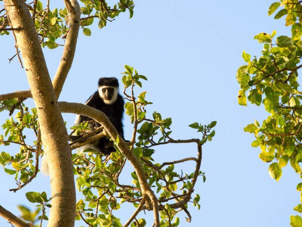 Colobus Monkey