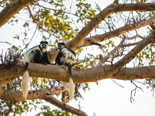 Colobus Monkey