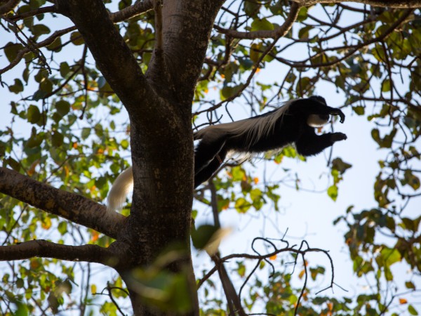 Colobus Monkey