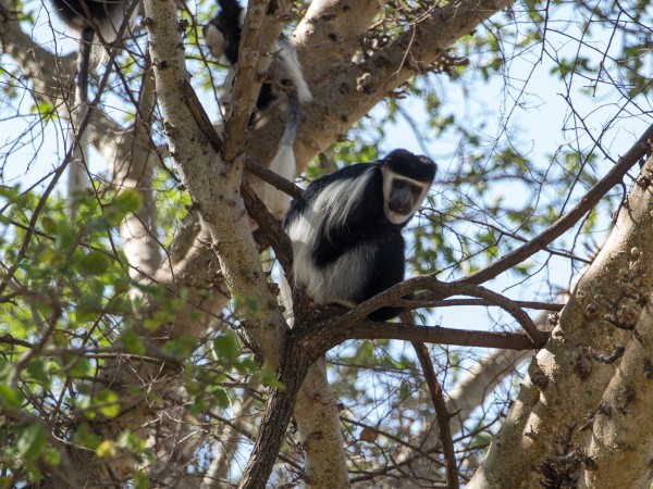 Colobus Monkey