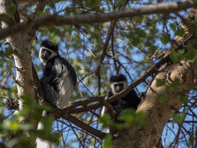 Colobus Monkeys