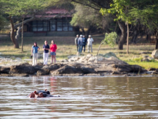 Hippo by Lakeside Lodge