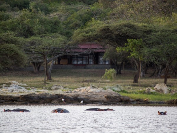 Hippo in front of the Lodge