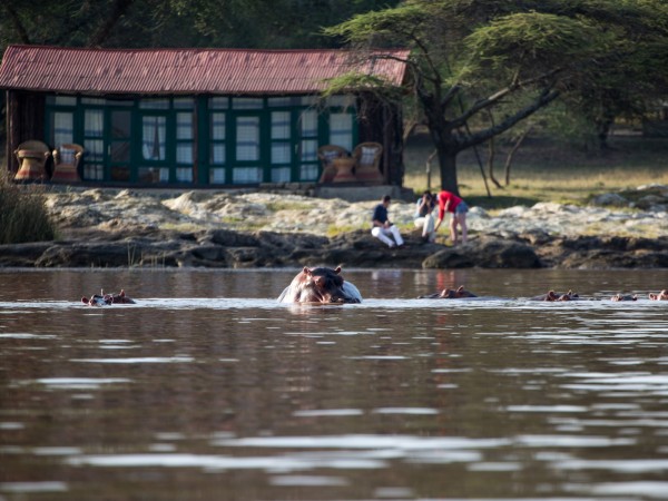 Hippo by Lakeside Lodge